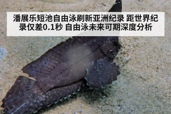 潘展乐短池自由泳刷新亚洲纪录 距世界纪录仅差0.1秒 自由泳未来可期深度分析